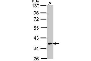 WB Image Sample (30 ug of whole cell lysate) A: 293T 10% SDS PAGE antibody diluted at 1:1000 (SPOP-B 抗体  (Center))