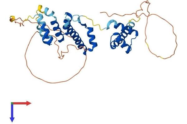 SIX3 Protein (AA 1-332) (His tag)