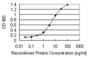 Detection limit for recombinant GST tagged RNF212 is 0. (RNF212 抗体  (AA 133-232))