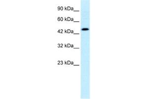 Western Blotting (WB) image for anti-Calreticulin (CALR) antibody (ABIN2460177) (Calreticulin 抗体)