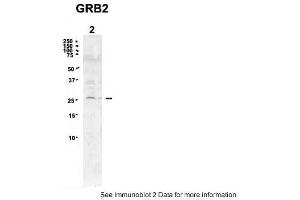 Sample Type: 2. (GRB2 抗体  (N-Term))