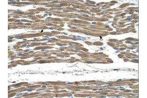 Image no. 1 for anti-Stress-Induced-phosphoprotein 1 (STIP1) (AA 451-500) antibody (ABIN321065) (STIP1 抗体  (AA 451-500))