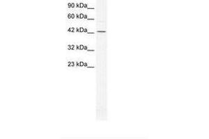 Image no. 1 for anti-General Transcription Factor IIA, 1-Like (GTF2A1L) (AA 86-135) antibody (ABIN6736279) (GTF2A1L 抗体  (AA 86-135))
