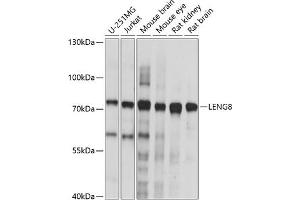 Western blot analysis of extracts of various cell lines, using LENG8 antibody (ABIN7268240) at 1:1000 dilution. (LENG8 抗体  (AA 101-319))
