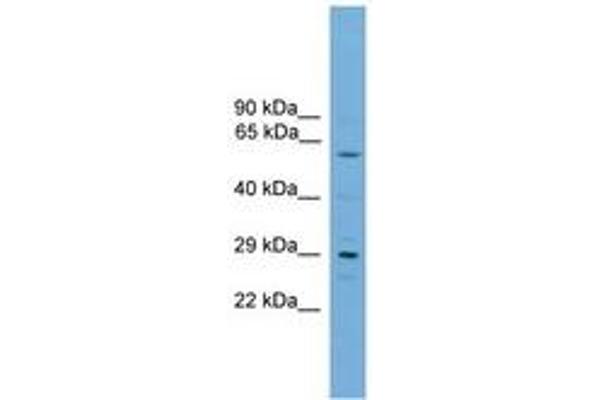 RPAIN antibody  (C-Term)
