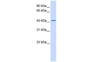 SIL1 antibody used at 1 ug/ml to detect target protein. (SIL1 抗体)