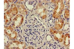 Immunohistochemistry of paraffin-embedded human kidney tissue using ABIN7166170 at dilution of 1:100 (Chromosome 1 Open Reading Frame 84 (C1orf84) (AA 2396-2517) 抗体)