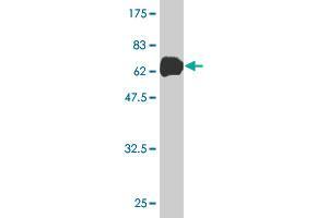 Western Blotting (WB) image for anti-Annexin A2 (ANXA2) (AA 1-339) antibody (ABIN559874)