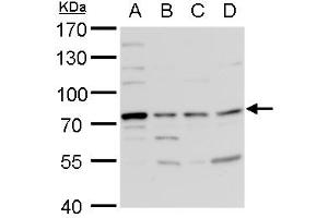 WB Image TDP1 antibody [N1N3] detects TDP1 protein by western blot analysis. (TDP1 抗体)