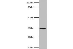 Western blot All lanes: Lymphatic vessel endothelial hyaluronic acid receptor 1 antibody at 8 μg/mL + Mouse liver tissue Secondary Goat polyclonal to rabbit IgG at 1/10000 dilution Predicted band size: 35 kDa Observed band size: 35 kDa (LYVE1 抗体  (AA 20-238))