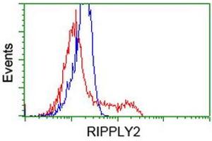 HEK293T cells transfected with either RC220725 overexpress plasmid (Red) or empty vector control plasmid (Blue) were immunostained by anti-RIPPLY2 antibody (ABIN2453597), and then analyzed by flow cytometry. (RIPPLY2 抗体)