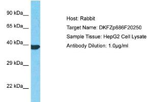 anti-Family with Sequence Similarity 114, Member A1 (FAM114A1) (C-Term) antibody