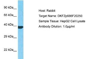 Host: Rabbit Target Name: DKFZp686F20250 Sample Type: HepG2 Whole Cell lysates Antibody Dilution: 1. (DKFZp686F20250 (C-Term) 抗体)