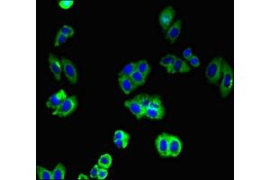 Immunofluorescent analysis of HepG2 cells using ABIN7146224 at dilution of 1:100 and Alexa Fluor 488-congugated AffiniPure Goat Anti-Rabbit IgG(H+L) (N-Cadherin 抗体  (AA 746-906))