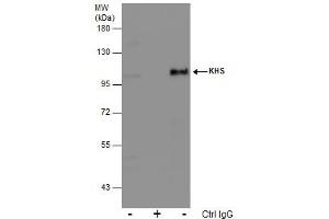 IP Image Immunoprecipitation of KHS protein from 293T whole cell extracts using 5 μg of KHS antibody, Western blot analysis was performed using KHS antibody, EasyBlot anti-Rabbit IgG  was used as a secondary reagent. (MAP4K5 抗体)