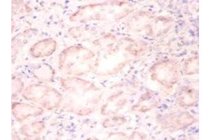 Immunohistochemistry of paraffin-embedded human kidney tissue using ABIN7155434 at dilution of 1:100 (Histone H3.3 抗体  (AA 2-136))