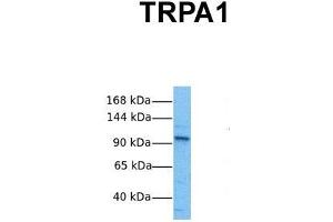 Host:  Rabbit  Target Name:  TRPA1  Sample Tissue:  Human HepG2  Antibody Dilution:  1. (TRPA1 抗体  (Middle Region))