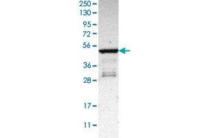 Western blot analysis of Human cell line RT-4 with PLEKHA1 polyclonal antibody  at 1:100-1:250 dilution. (PLEKHA1 抗体)
