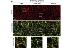 Immunostaining of Cas9-expressing cortical neuronal cultures transduced with mock lentiviral vectors (control, left), lentiviral vectors carrying gRNAs to delete Pcdh15 (Pcdh15 Δex6, middle), and sPcdh15-expressing vectors (sPcdh15, right) with the neuronal markers PSD95 (cat.