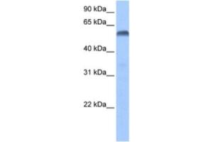 Western Blotting (WB) image for anti-Paired Box 3 (PAX3) antibody (ABIN2460469) (Paired Box 3 抗体)