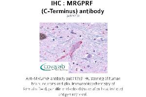 Image no. 1 for anti-MAS-Related GPR, Member F (Mrgprf) (C-Term) antibody (ABIN1737068)