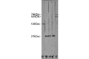 Western blots of HeLa cell crude extracts. (HSP27 抗体)
