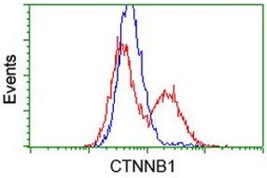 HEK293T cells transfected with either RC208947 overexpress plasmid (Red) or empty vector control plasmid (Blue) were immunostained by anti-CTNNB1 antibody (ABIN2454136), and then analyzed by flow cytometry. (CTNNB1 抗体)