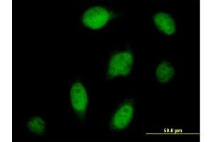 Immunofluorescence (IF) image for anti-Cleavage and Polyadenylation Specific Factor 3, 73kDa (CPSF3) (AA 1-684) antibody (ABIN526862)