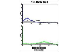 Flow cytometric analysis of NCI-H292 cells using Fascin Antibody (bottom histogram) compared to a negative control cell (top histogram).