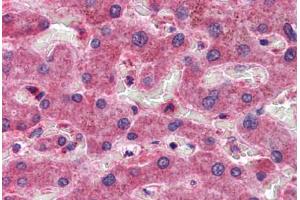 Human Liver: Formalin-Fixed, Paraffin-Embedded (FFPE) (CREB3L1 抗体  (AA 497-509))
