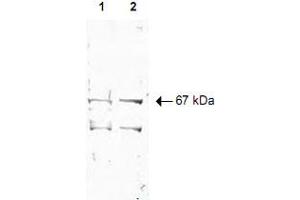 Western blot using Nrf1 polyclonal antibody  shows detection of a 67 KDa band corresponding to human Nrf1 in a (Lane 1) HeLa nuclear extract and (Lane 2) whole cell lysate (molecular weight marker not shown). (NRF1 抗体  (AA 1-534))