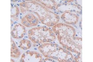 Used in DAB staining on fromalin fixed paraffin- embedded kidney tissue (RNLS 抗体  (AA 18-180))