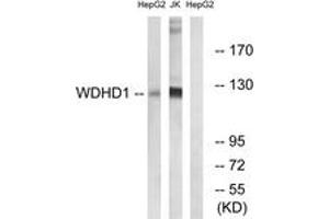 Western Blotting (WB) image for anti-WD Repeat and HMG-Box DNA Binding Protein 1 (WDHD1) (AA 721-770) antibody (ABIN2890692) (WDHD1 抗体  (AA 721-770))