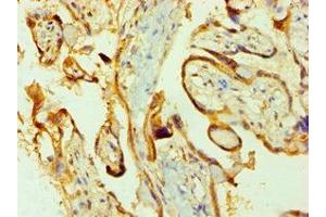 Immunohistochemistry of paraffin-embedded human placenta tissue using ABIN7162798 at dilution of 1:100 (PPIB 抗体  (AA 34-216))