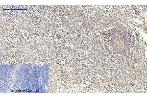 Immunohistochemical analysis of paraffin-embedded human tonsil tissue. (SMAD4 抗体  (AA 40-120))