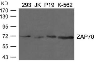Western blot analysis of extracts from 293, JK, p19 and K-562 cells using ZAP70(Ab-292) Antibody. (ZAP7 (AA 288-292) 抗体)