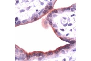 Human placenta stained with anti-ANXA1 (Annexin a1 抗体  (N-Term))