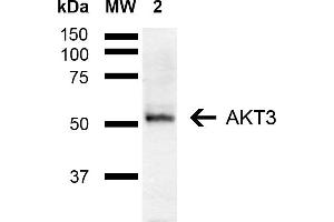 Western blot analysis of Mouse Brain showing detection of ~55 kDa AKT3 protein using Rabbit Anti-AKT3 Polyclonal Antibody (ABIN5667900). (AKT3 抗体  (AA 100-200) (PE))