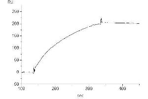 Target binding kinetics (Biacore), Binding to human IgE (SUS-11) (小鼠 anti-人 IgE (Fc Region) Antibody)
