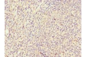 Immunohistochemistry of paraffin-embedded human tonsil tissue using ABIN7147155 at dilution of 1:100 (Fc gamma RII (CD32) (AA 36-229) 抗体)