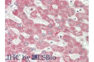 IHC-P analysis of Human Liver Tissue, with HE staining. (IFNB1 抗体  (AA 22-187))