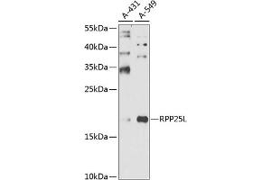 Western blot analysis of extracts of various cell lines, using RPP25L antibody (ABIN6131473, ABIN6147178, ABIN6147179 and ABIN6225234) at 1:1000 dilution. (RPP25L 抗体  (AA 1-163))