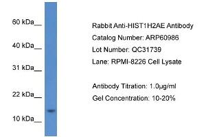 Western Blotting (WB) image for anti-Histone Cluster 1, H2ae (HIST1H2AE) (Middle Region) antibody (ABIN786312) (HIST1H2AE 抗体  (Middle Region))