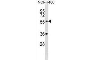 Western Blotting (WB) image for anti-XK, Kell Blood Group Complex Subunit-Related, X-Linked (XKRX) antibody (ABIN2998986) (XKRX 抗体)