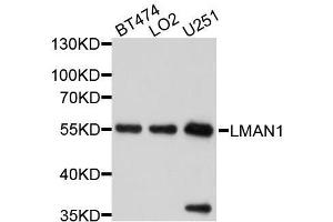 Western blot analysis of extracts of various cell lines, using LMAN1 antibody. (LMAN1 抗体  (AA 270-480))