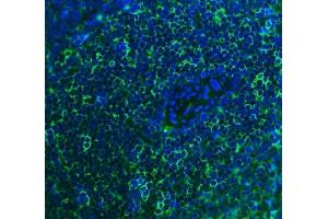 IF analysis of Cd2 using anti-Cd2 antibody (ABIN7600738). (CD2 抗体  (AA 23-201))