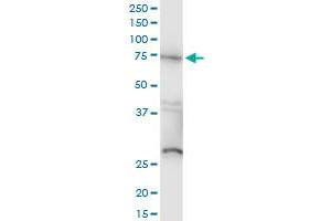 Western Blotting (WB) image for anti-V-Raf-1 Murine Leukemia Viral Oncogene Homolog 1 (RAF1) (AA 1-130) antibody (ABIN519618)