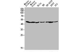 Western blot analysis of Mouse-kidney mouse-brain HELA KB SH-SY5Y 293T 3T3 lysis using GPR173 antibody. (GPR173 抗体  (Internal Region))