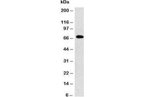 Western blot analysis of IgM antibody and Raji cell lysate. (小鼠 anti-人 IgM Antibody)