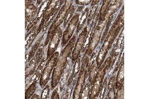 Immunohistochemical staining of human kidney with NAPEPLD polyclonal antibody  shows strong cytoplasmic positivity in tubular cells at 1:50-1:200 dilution. (NAPEPLD 抗体)